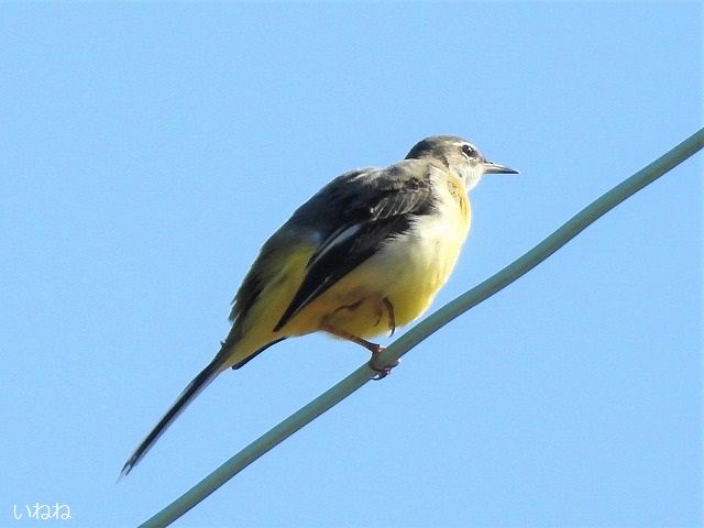 キセキレイ 黄鶺鴒 胸と腹が黄色のスマートな野鳥です いねねの趣味三昧 昆虫 野鳥 古寺巡り 読書 木工 語学など 楽天ブログ