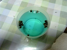 塩浴、薬浴でみそぎをするターニー。
