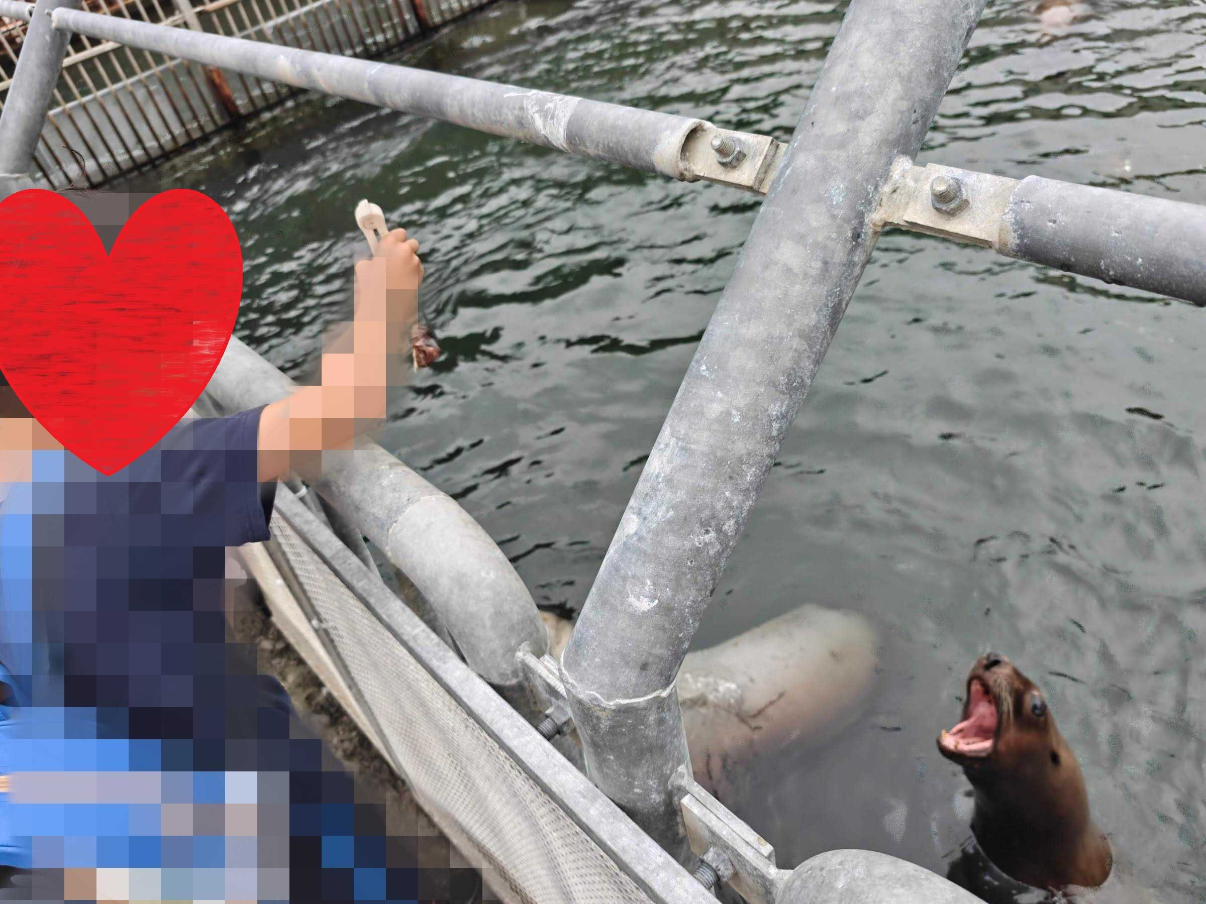 おたる水族館　屋外展示　餌やり体験