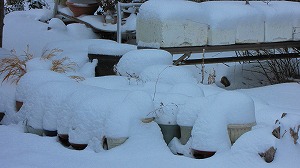 IMG_9425.jpg
