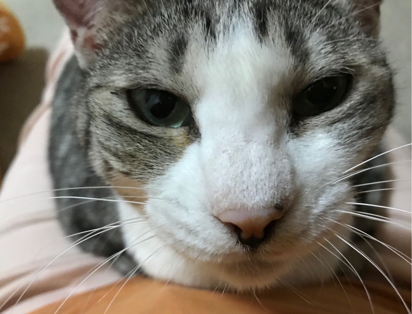 膝上仔猫m 膝上仔猫m网站 膝上仔猫m官网 膝上猫仔m论坛