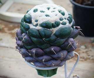 花籠と紅籠とルエッティ綴化と | ☆ガマンマの ニク・サボ栽培