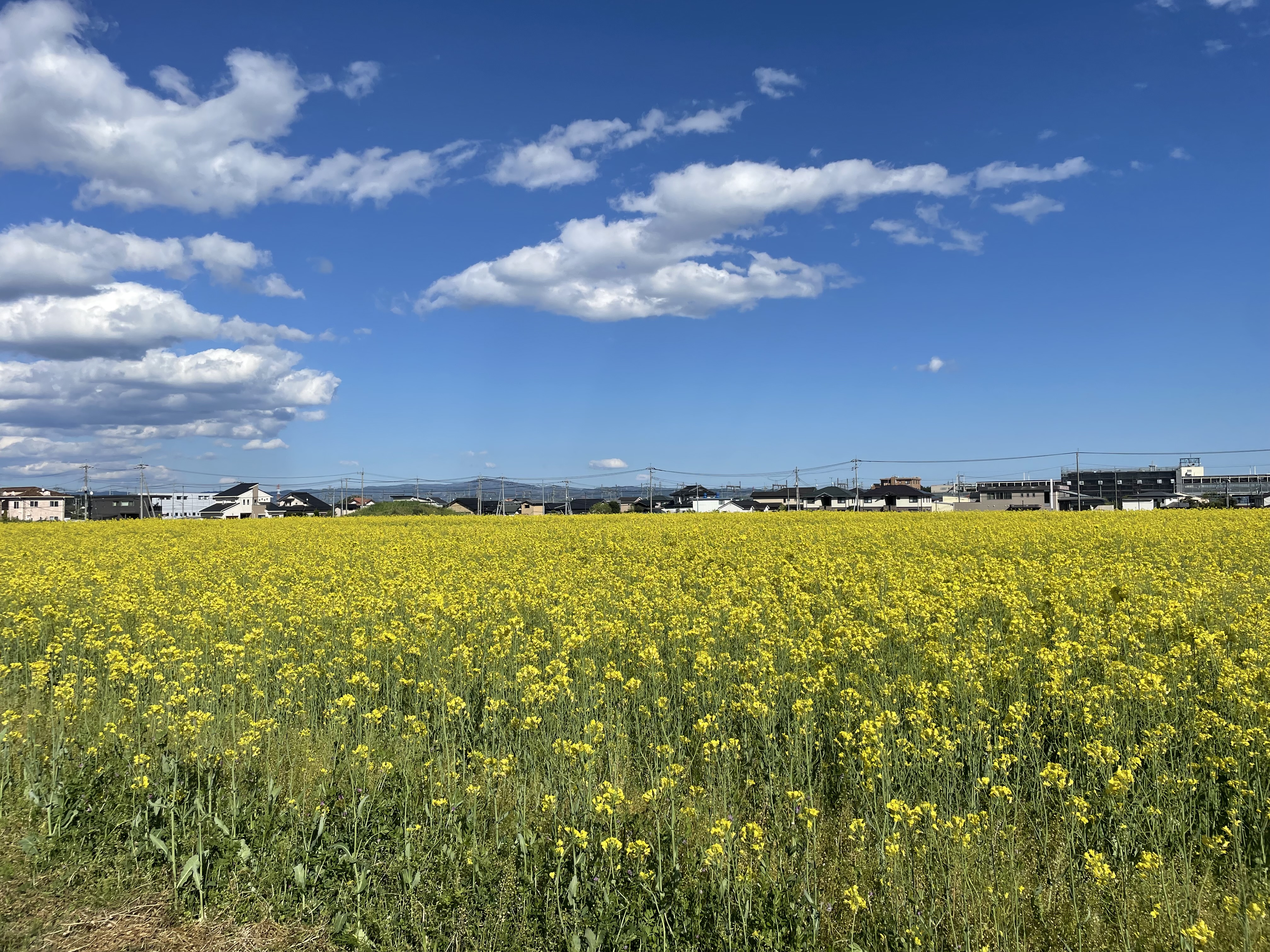 HSPゆうぴょんの日常