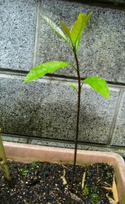CIMG0039.JPG