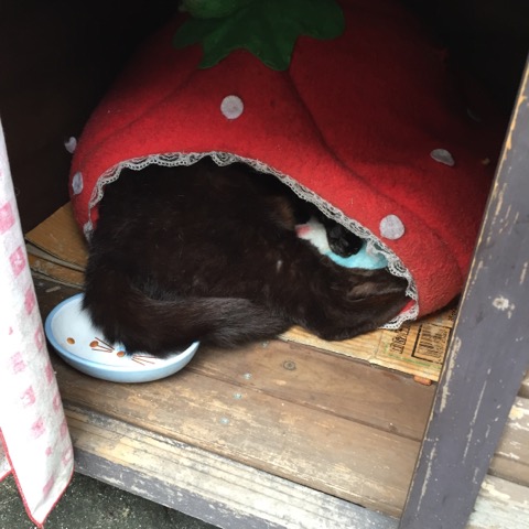 かーしゃん
