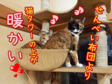 暖かい.JPG
