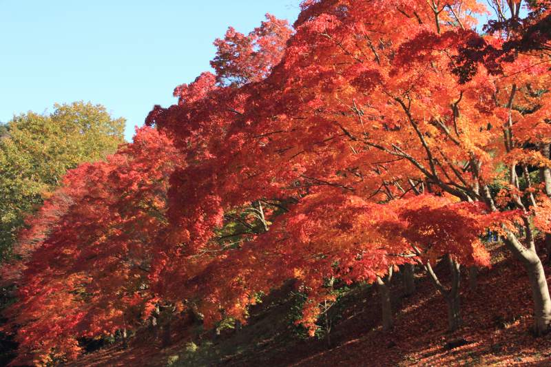 勝尾寺_1-2.jpg
