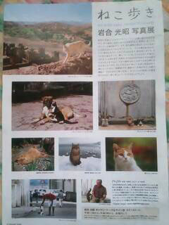 ねこ歩き２.jpg