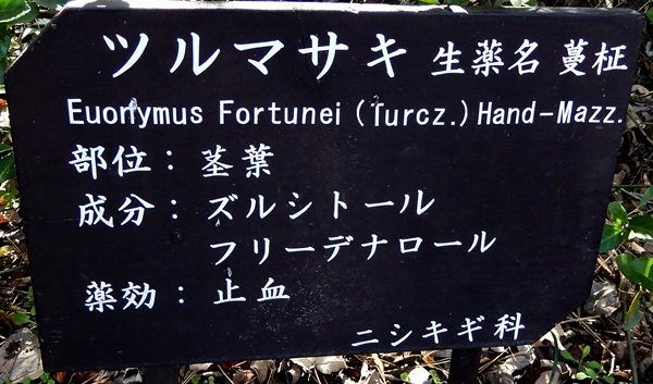 ツルマサキ3