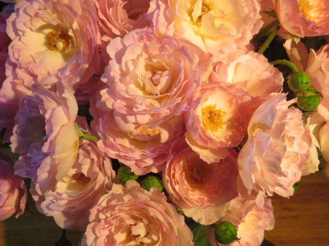 切り花のバラを挿し木する独自の方法と成功したバラの開花 艸 ﾑﾌｯ ばぁばの薔薇の花園 楽天ブログ