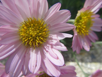 ７小菊１.jpg