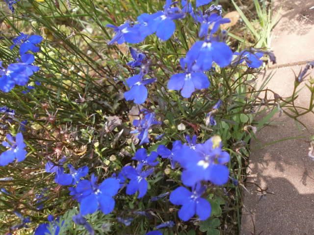 あまの青い花が綺麗 梅雨に入ったかな ヨッシーのガーデニング日記 楽天ブログ