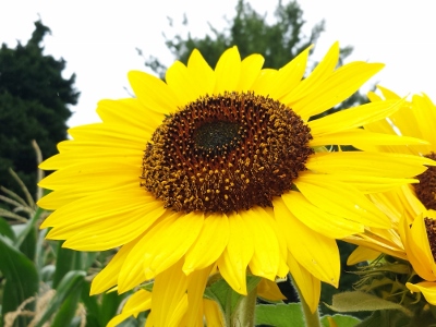 20160820_090744 (400x300).jpg