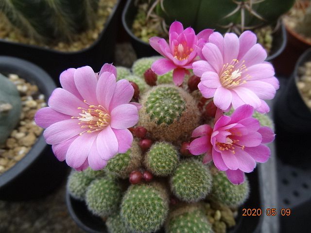 サボテンの花 色々開花 さぼてん日和 楽天ブログ