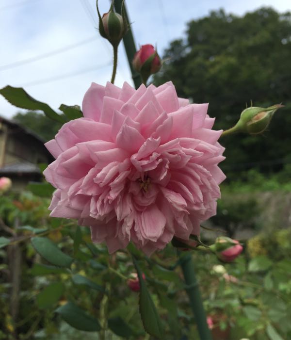 rblog-20160722231238-03.jpg