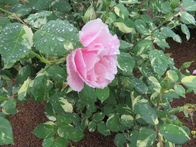 踏んだり蹴ったりの昨日と大忙しの雨上がりの庭とミニバラ ばぁばの薔薇の花園 楽天ブログ