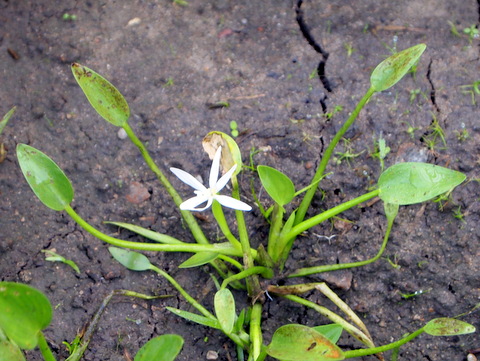 水草の白い花