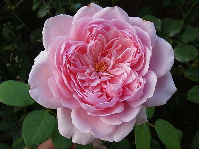 同じ親でも違う花が咲く交配種 実生苗のローズ ポンパドゥール 今日咲いたバラ バラの美と香りを求めて 楽天ブログ