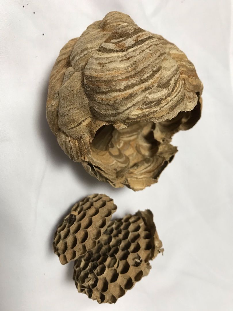 スズメバチの小さな巣 のん木ぶろぐ 楽天ブログ