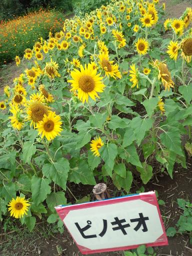 IMG_20130907_115013597.jpg