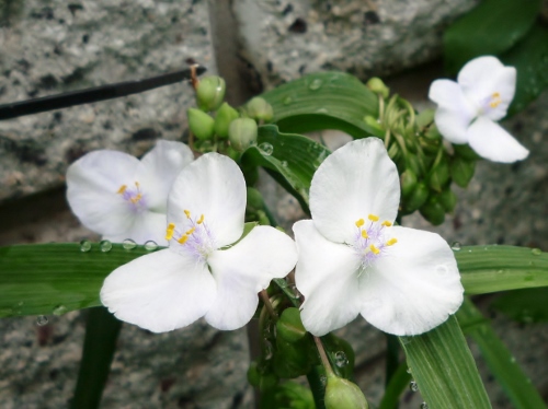 P1150296 (500x374).jpg