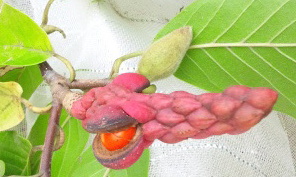 green-mokuren2.jpg