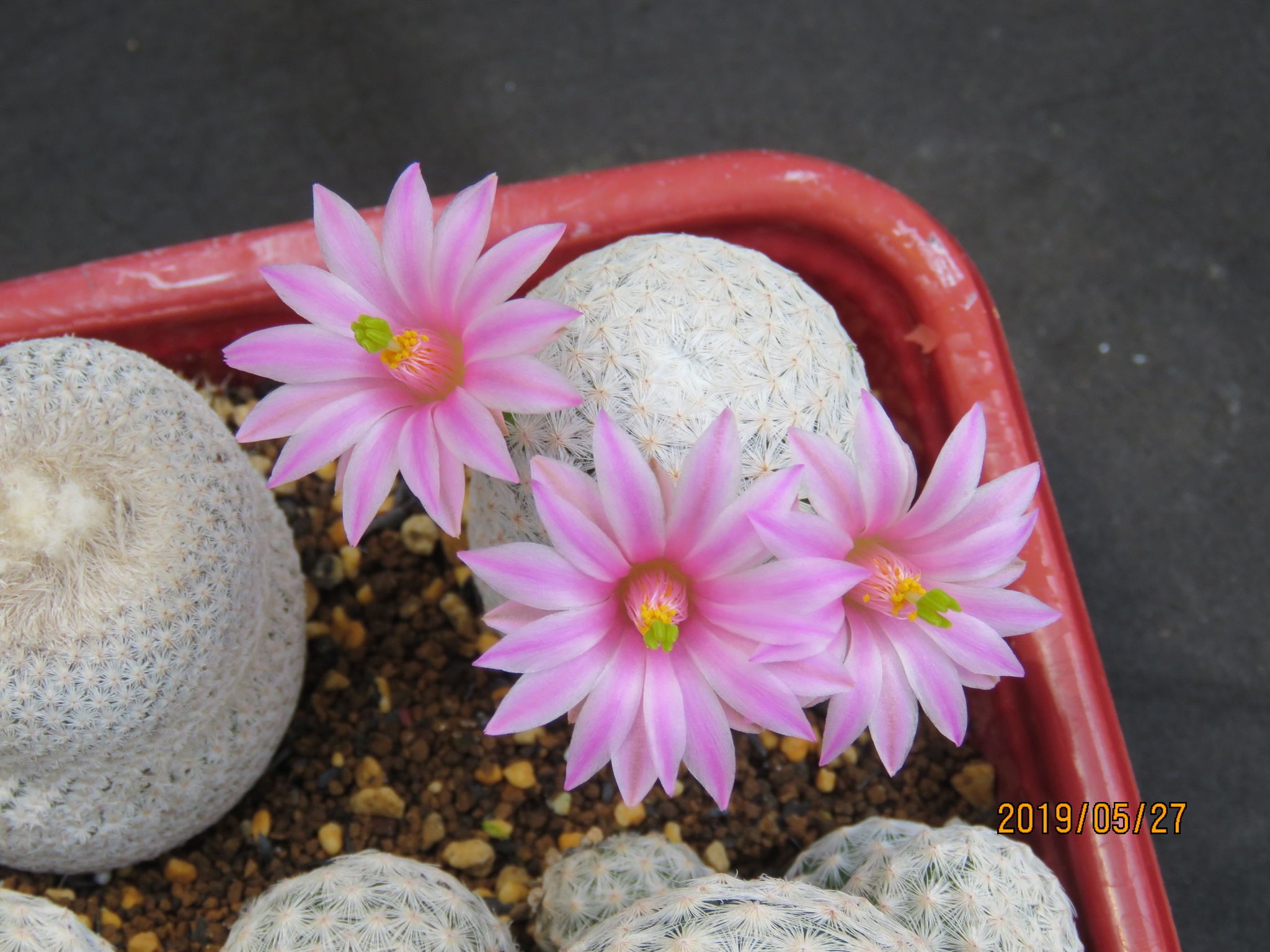 サボテンの花がたくさん咲いた | びびるタニサボ達 - 楽天ブログ