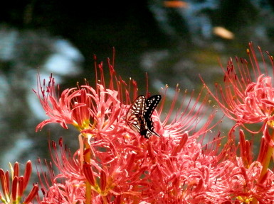 曼珠沙華と揚羽蝶　9.15　2015