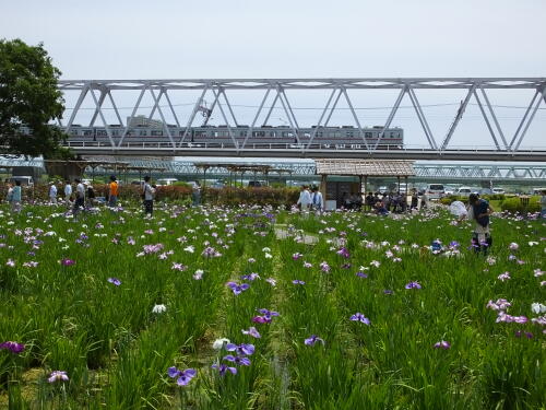 小岩菖蒲園にて