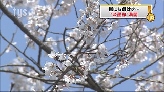 淡墨桜.jpg