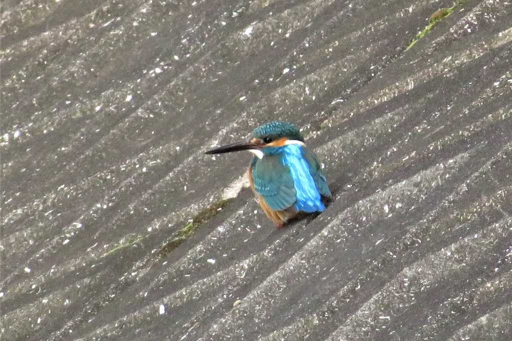 498