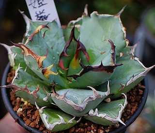 アガベ・氷山植替えと関連種ほか | ☆ガマンマの ニク・サボ栽培