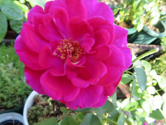 歴史的価値のあるバラ『ザ・ナイト』と我が家の気弱なうさぎのチョコ