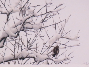 ヒヨドリ　3.11　2　2015