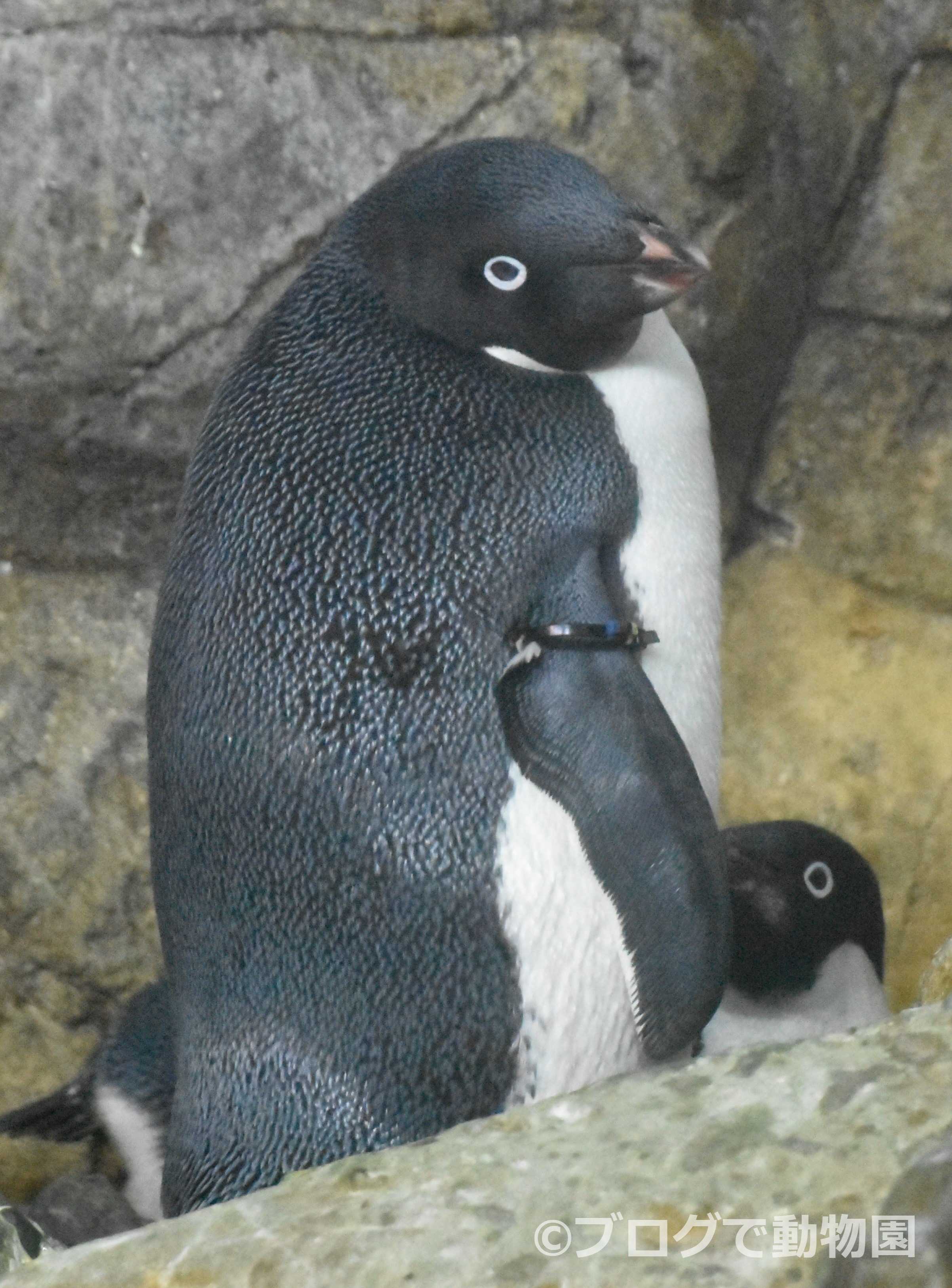 アデリーペンギン ブログで動物園 楽天ブログ