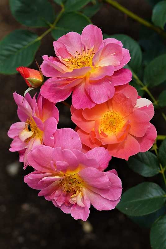 東京の今朝の天気、神代植物公園の夏バラ2、今月の作品『祈る ...