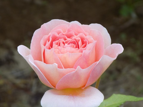 DSCN3695.JPG