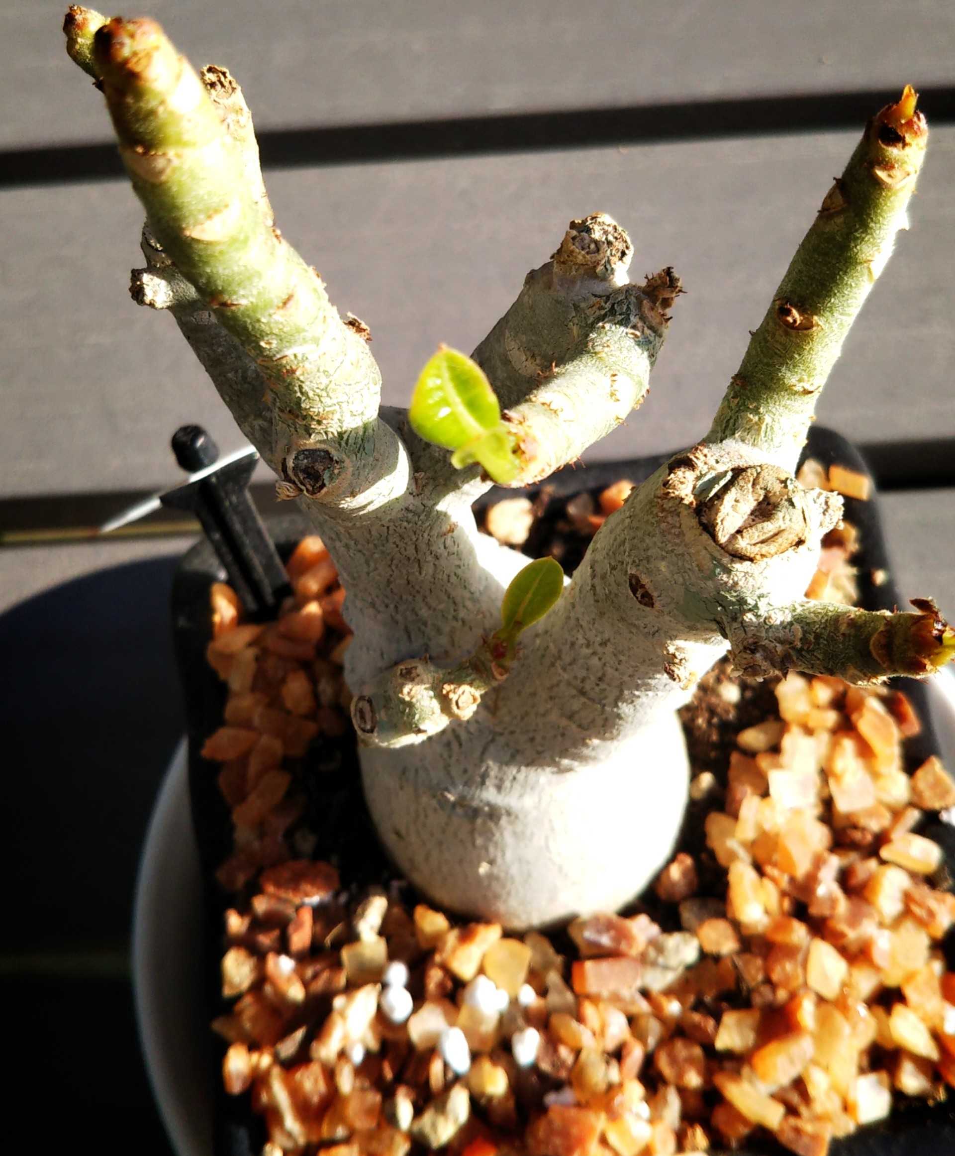 アデニウムも芽吹きはじめる Sana Niwa 楽天ブログ