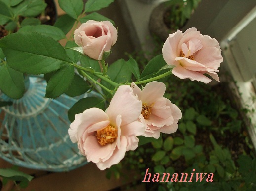 2012_0907トレッサ用寄せ植えとクレマチスの講座とカ0008.JPG