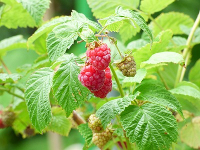庭のラズベリー
