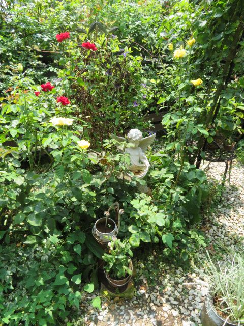 水やりの猛暑対策と孫との楽しい時間 ばぁばの薔薇の花園 楽天ブログ