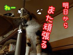 頑張る.JPG