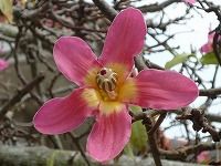誕生花のないトックリキワタ 徳利木綿 の花言葉 偉大 鮮やかなピンクの花と 優秀 な実 弥生おばさんのガーデニングノート 花と緑の365日 楽天ブログ