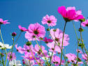 母がすきだったコスモスの花.png