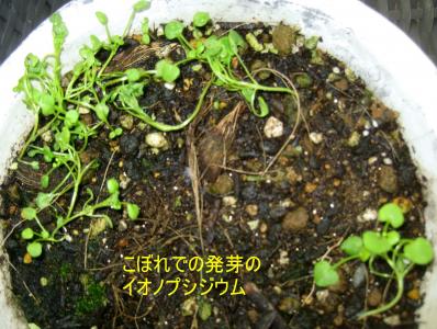 こぼれ種 たねをまく日々 楽天ブログ