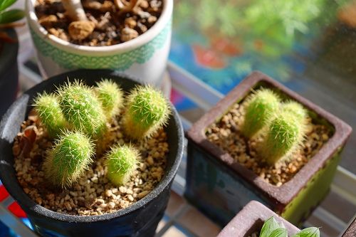 また子供がこんなに増えてしまいました おとっつぁん いろいろやっちょります 楽天ブログ