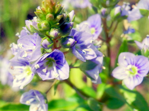 コテングクワガタの花-2