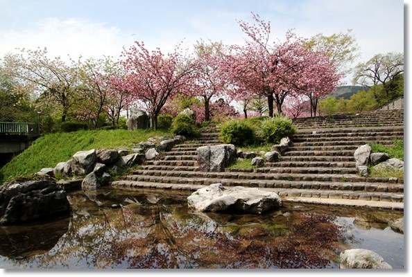 パーク獅子吼-6 水に写る八重桜 16.4.20