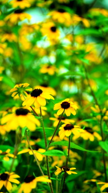 ミニヒマワリ　7.25　2016　ｐ