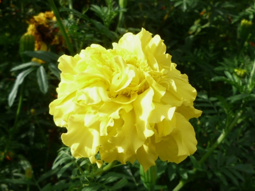 P1150445 (500x374).jpg